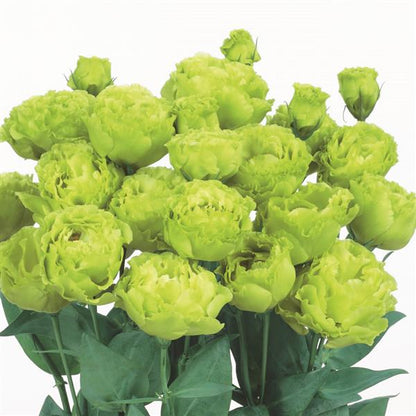 ROSANNE 2 - CLEAR GREEN
