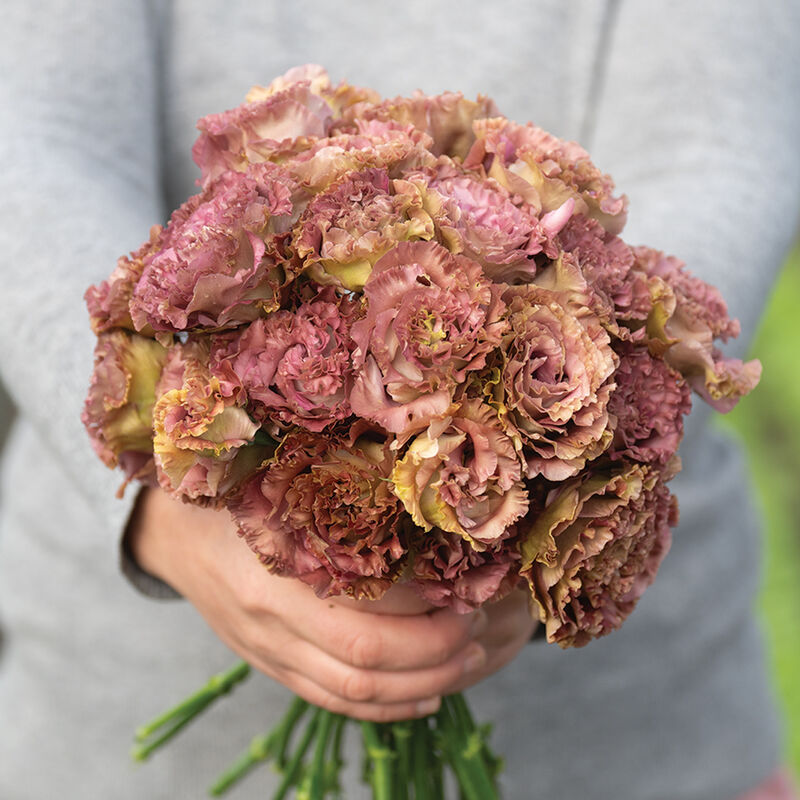 ROSANNE 2 -TERRACOTTA