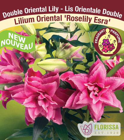 ROSELILY -ESRA