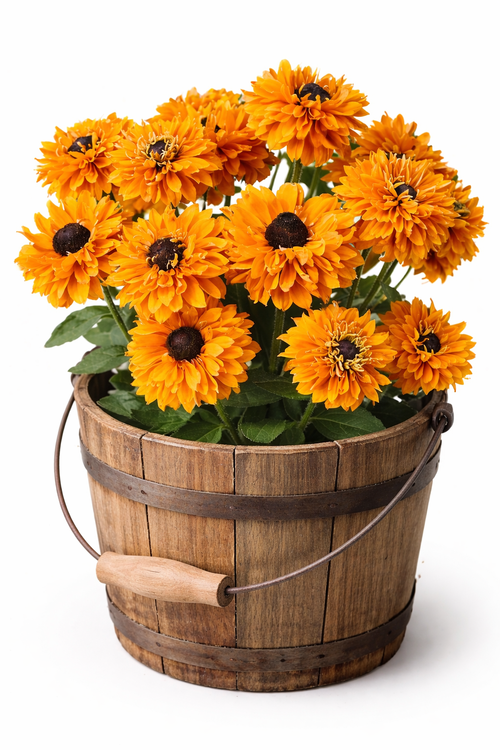 RUDBECKIA - GOLDILOCKS