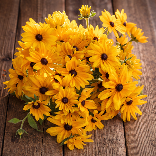 RUDBECKIA - INDIAN SUMMER