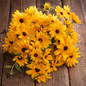 RUDBECKIA - INDIAN SUMMER
