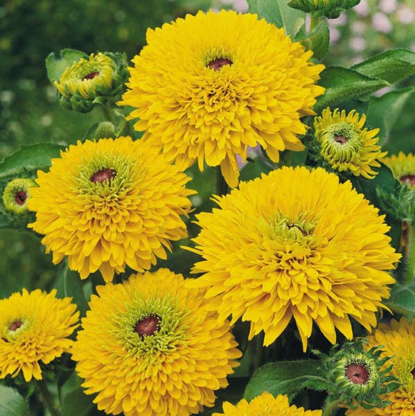RUDBECKIA - MAYA