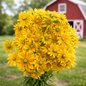 RUDBECKIA - PRAIRIE SUN