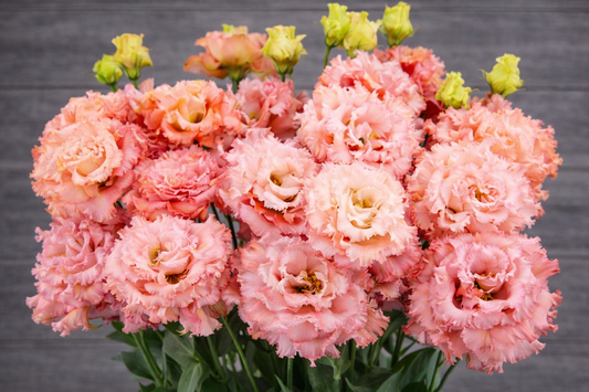 CELEB 2 - SALMON PINK