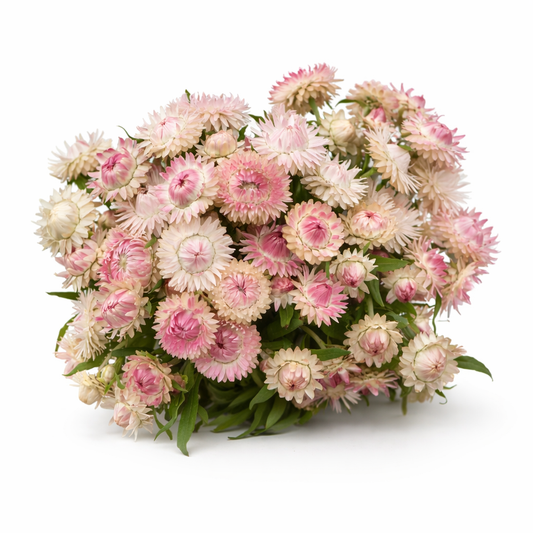 STRAWFLOWER - KING SIZE SILVERY ROSE