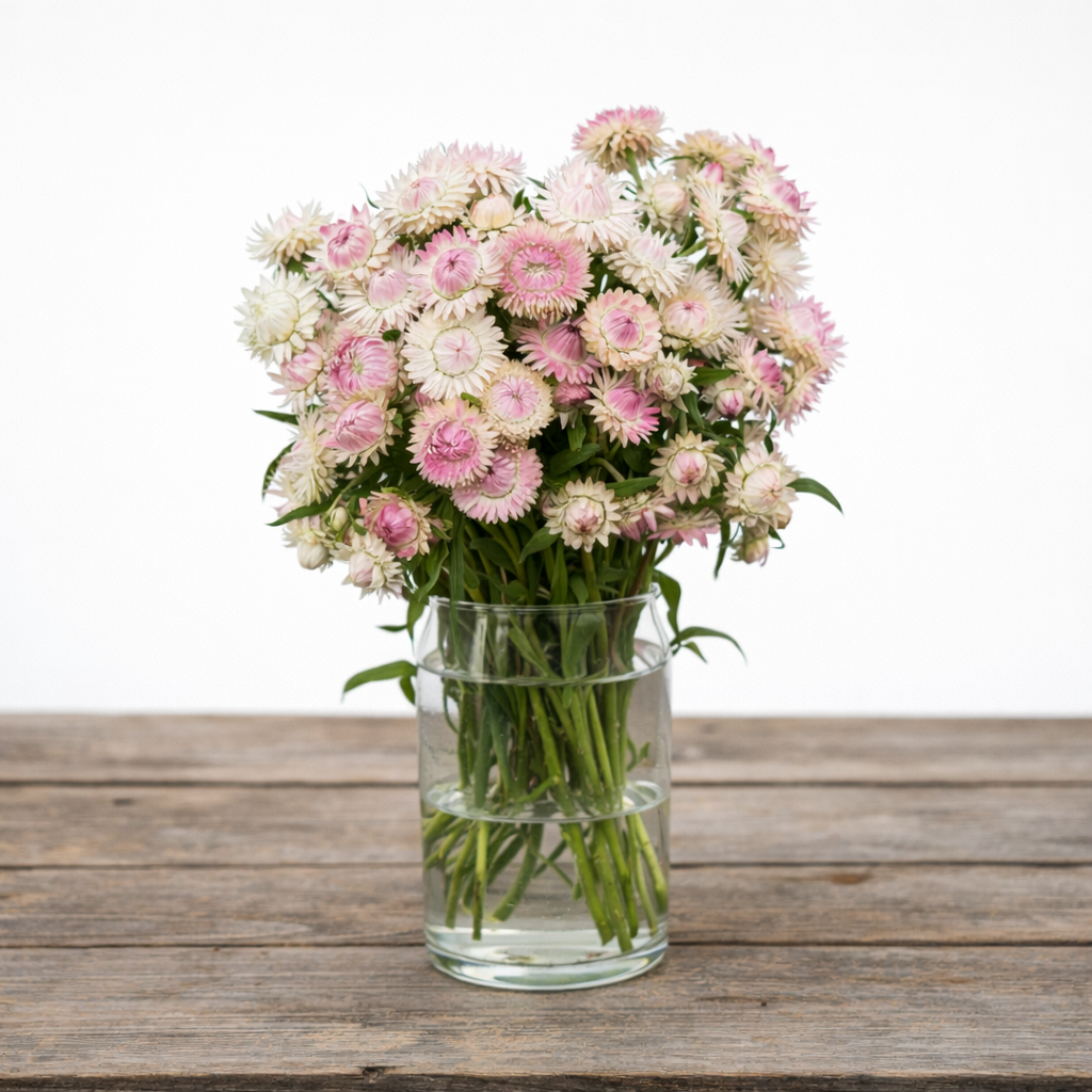 STRAWFLOWER - KING SIZE SILVERY ROSE