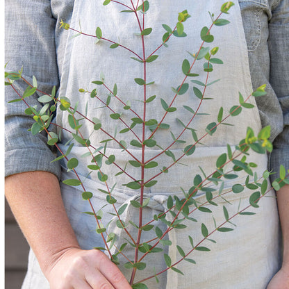 EUCALYPTUS - SMALL LEAVED GUM