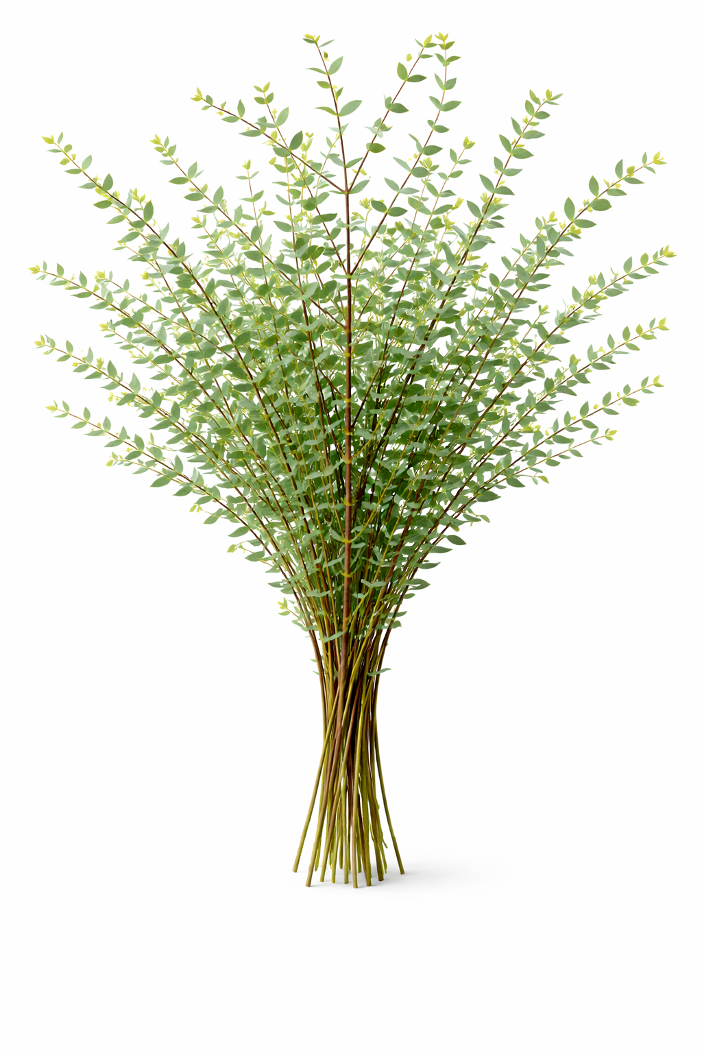 EUCALYPTUS - SMALL LEAVED GUM