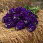 STOCK - IRON PURPLE