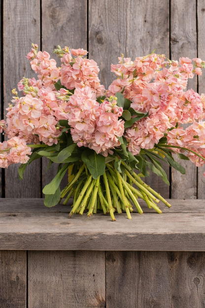 STOCK: KATZ APRICOT