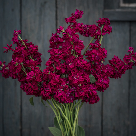 STOCK: KATZ RUBY