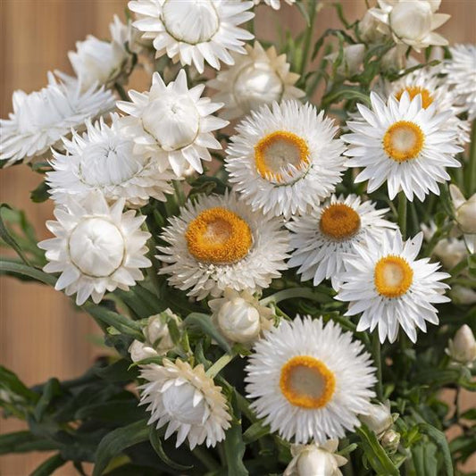 STRAWFLOWER - KING SIZE SILVERY WHITE