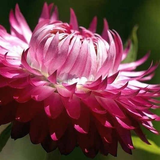 STRAWFLOWER - MONSTROSUM BRIGHT PINK