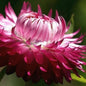 STRAWFLOWER - MONSTROSUM BRIGHT PINK