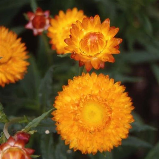 STRAWFLOWER - GOLDEN YELLOW
