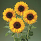 SUNRICH - PROVENCE SUMMER