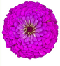 ZINNIA - BENARY LILAC