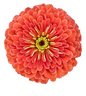 ZINNIA - BENARY SALMON ROSE