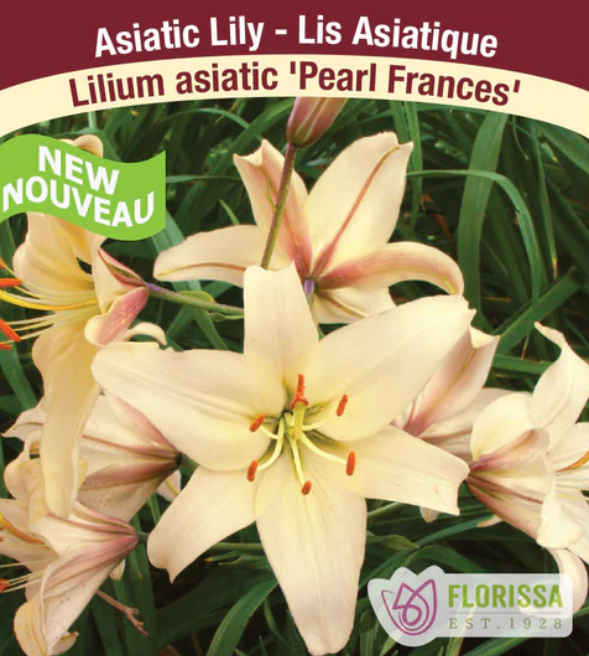 LILY - PEARL FRANCES