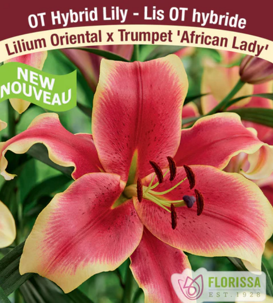 LILY - AFRICAN LADY