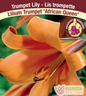 LILY - AFRICAN QUEEN