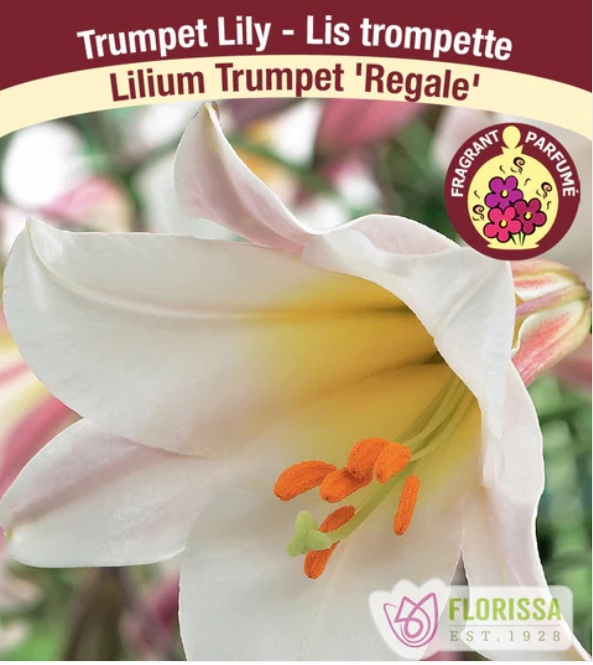 LILY - REGALE