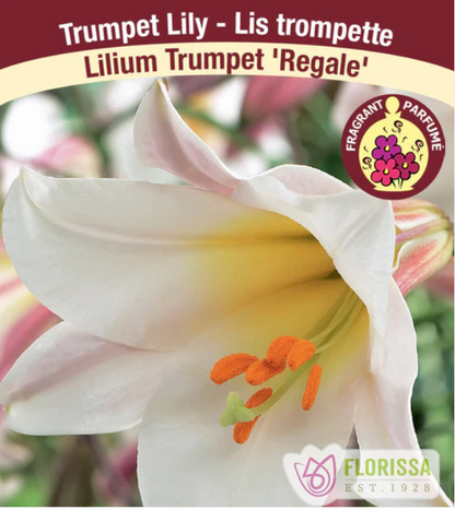 LILY - REGALE