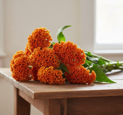 CELOSIA - ACT ORANGE(ZARA)