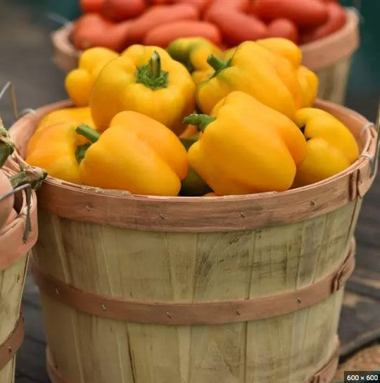 PEPPER - TRAILBLAZER