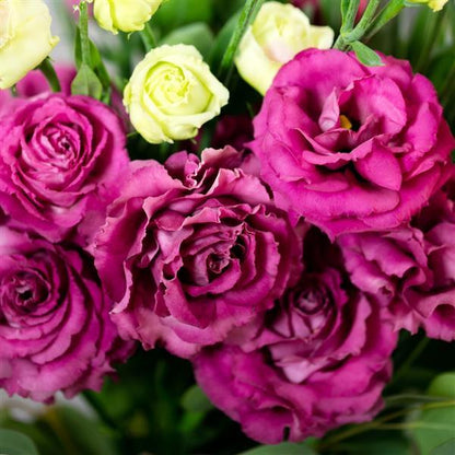 VOYAGE 2 - DEEP ROSE