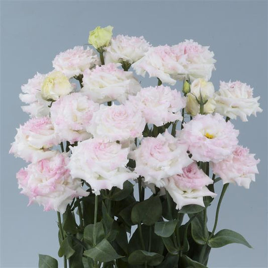 NEW FOR 2025: VOYAGE 2 - FIRST LOVE