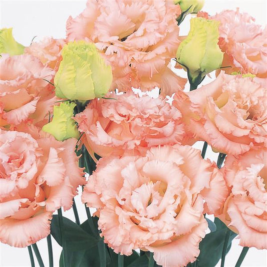 NEW FOR 2025: VOYAGE 2 - LIGHT APRICOT