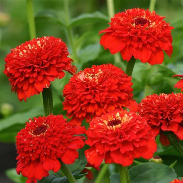 ZINDERELLA - RED