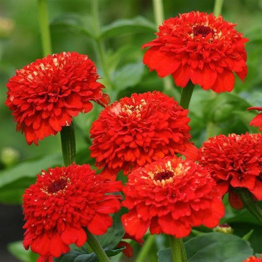 ZINDERELLA - RED