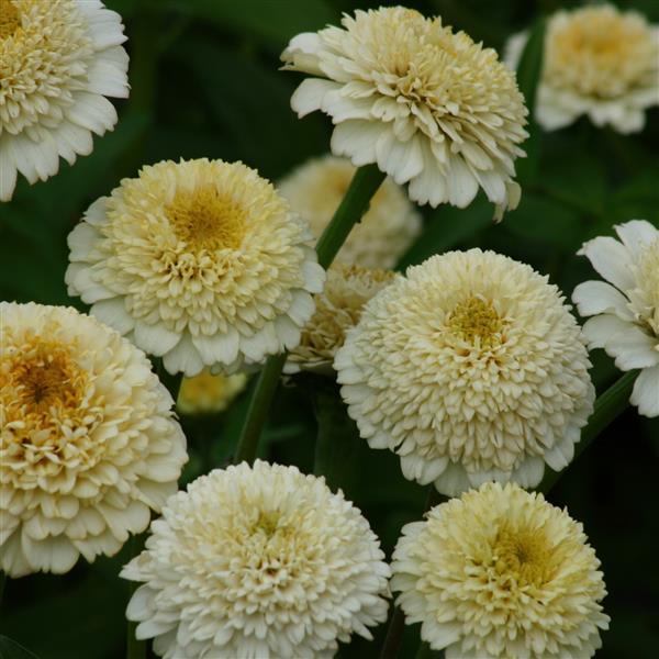 ZINDERELLA - WHITE